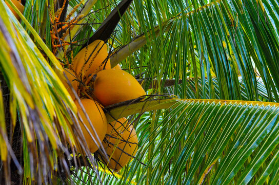 A beautifil view of coconut tree in Ilheus, Bahia, Brazil.