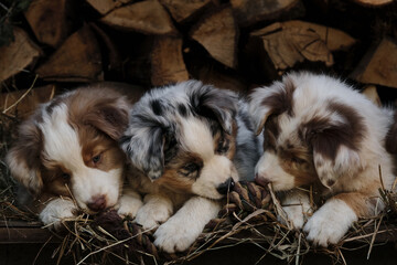 Litter of Australian Shepherd puppies. To raise dogs in village in fresh air. Hay and logs in background. Three aussie puppies red and blue merle and best friends and littermates.