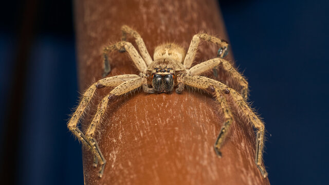 Details of a large brown spider, its hair and eyes.