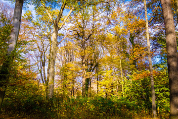 autumn in the forest