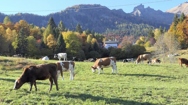 rural scenery of a herd of cows grazing in an idyllic alpine setting