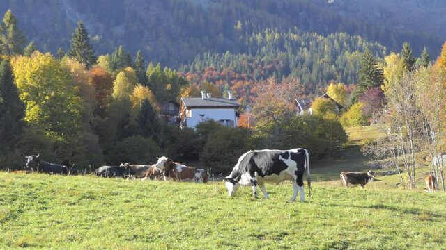 Alpine panorama with grazing cows in a large green meadow