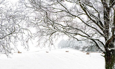snow covered trees around  a field with hay