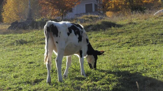 zoom in shot of young cow feeds itself by eating the grass of the green mountain meadow