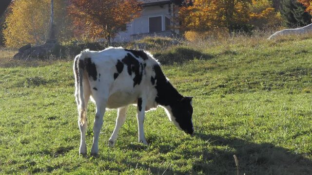 young cow feeds itself by eating the grass of the green mountain meadow