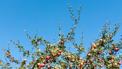 Manzanas rojas en ramas de árbol