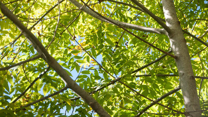 Fototapeta premium Ramas de árbol con hojas verdes