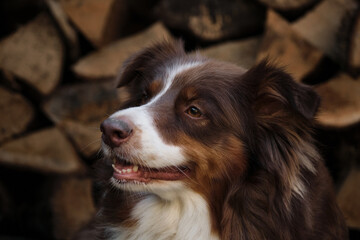 Fototapeta premium Smart aussie red tricolor with thin white stripe on head. Adult brown Australian Shepherd against background of chopped logs in village portrait close up.