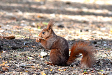 Naklejka na ściany i meble Photograph of a squirrel standing on the forest floor, standing in profile to the camera, holding food in its front paws and bringing it to its mouth. Selective focus and out of focus background.