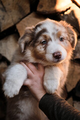 Show and demonstrate little aussie dog. Village puppy on background of logs. Human breeder of pedigreed dogs holds puppy of Australian shepherd of red Merle color in arms.