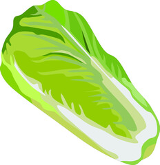 Chinese Cabbage Vegetable Vector