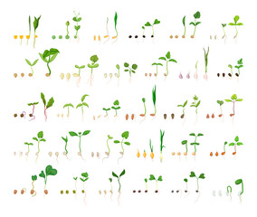 Chains of germination of seeds. Detailed illustration of the growth of vegetables and fruits.
