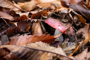 A red mushrooms under the leaves