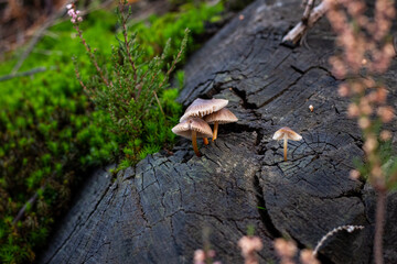 Small brown mushrooms on a cut trunk