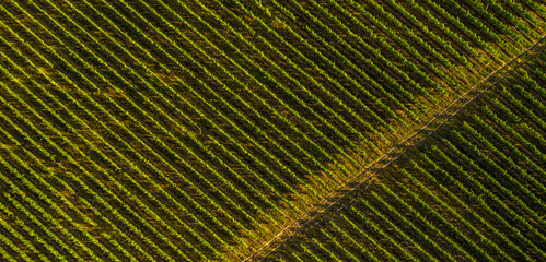 Aerial view birds eye top perspective of a big vineyard plantation in the summer season. Wine industry. Agriculture and farming. Resources for drinks. Textures and details.