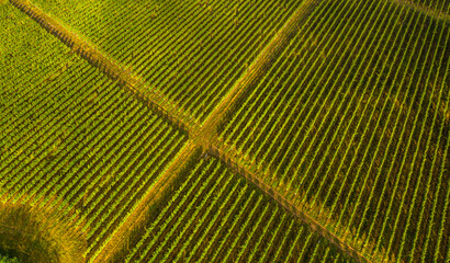 Aerial view birds eye top perspective of a big vineyard plantation in the summer season. Wine industry. Agriculture and farming. Resources for drinks. Textures and details.