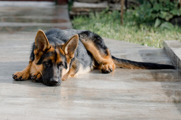 Beautiful German Shepherd was lying in the path near the house