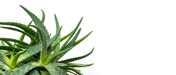 Aloe plant, selective focus. Aloe Vera leaf, closeup, space for text. Alternative medicine, organic cosmetic products.
