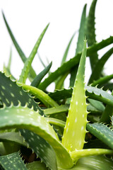 Aloe plant, selective focus. Aloe Vera leaf, closeup, space for text. Alternative medicine, organic cosmetic products.