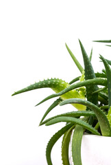 Aloe plant, selective focus. Aloe Vera leaf, closeup, space for text. Alternative medicine, organic cosmetic products.