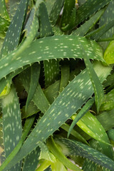 Aloe plant, selective focus. Aloe Vera leaf, closeup, space for text. Alternative medicine, organic...