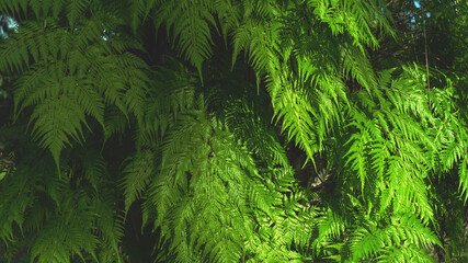 Green leaves pattern background, Natural background and wallpaper. in Phuket Thailand.