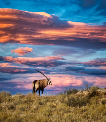 oryx at sunset