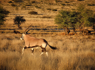 oryx at sunset