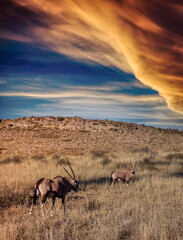 oryx herd