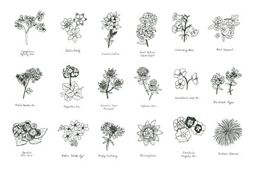 summer flowers vector line illustrations set - obrazy, fototapety, plakaty
