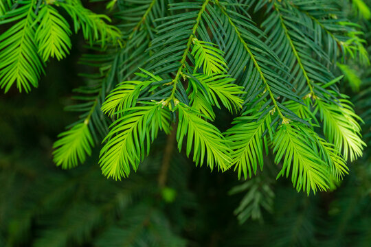 Chinese plum yew (Cephalotaxus fortunei) in Arboretum Park Southern Cultures in Sirius (Adler) Sochi. Close-up new bright green foliage. Selective focus. Nature concept for design
