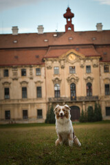Australian shepherd is sitting in the grass in the park. Autumn photoshooting of dog.