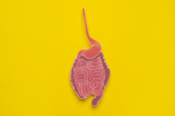 Paper cutout of small intestine on yellow background, top view