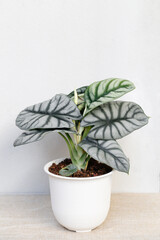 beautiful plant Alocasia silver dragon on white background