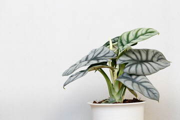 beautiful house plant , Alocasia silver dragon with copy space