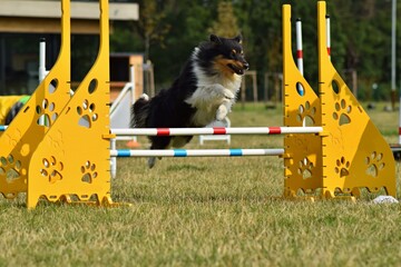 Sheltie is jumping over the hurdles. Amazing day on czech agility privat training