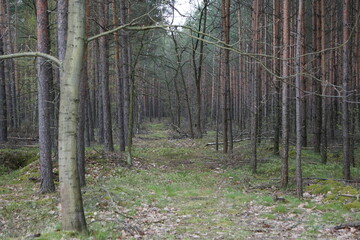 Fototapeta premium Lesna droga porosnieta zielona trawą