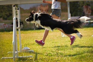 Border kolie is jumping over the hurdles. Amazing day on czech agility privat training