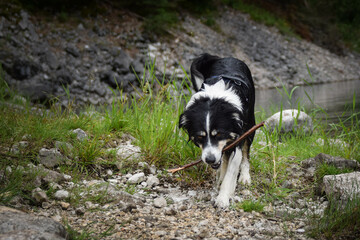 Naklejka na ściany i meble Border collie is going out of water in australia nature. He is wet and funny looking.