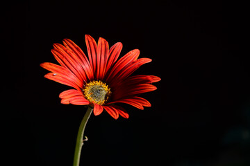 Flor Roja