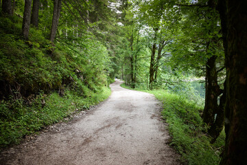 Fototapeta na wymiar Forest road in austria nature near to Gosausee. Dark sand road. green nature.