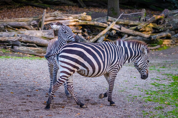 zebra in the zoo