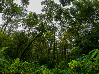 View of a forest at Calebasse mountain (Mount Calebasse)during a rainy day at Nouvelle Decouverte, Mauritius