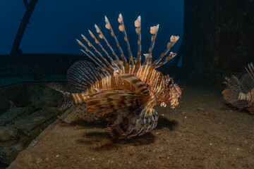 Lion fish in the Red Sea colorful fish, Eilat Israel
