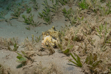 Fish swim in the Red Sea, colorful fish, Eilat Israel
