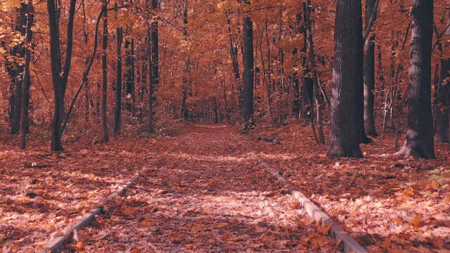 A walk in the autumn forest with fallen yellow leaves. First-person view. Drone first person view above forest path. Flight through Forest Woodland with orange and red maple leaves.