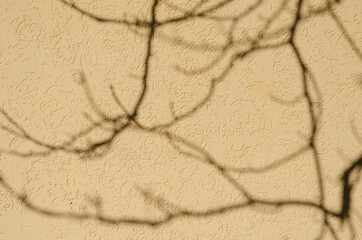 Shadows of tree branches on an uneven yellow back wall.