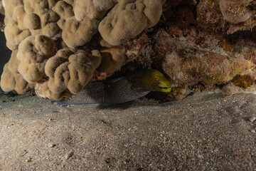 Moray eel Mooray lycodontis undulatus in the Red Sea, Eilat Israel
