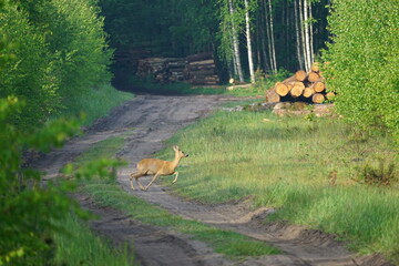 sarna uciekająca na leśnej drodze © Piotrek J.