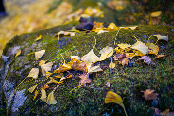 秋の黄色いイチョウ